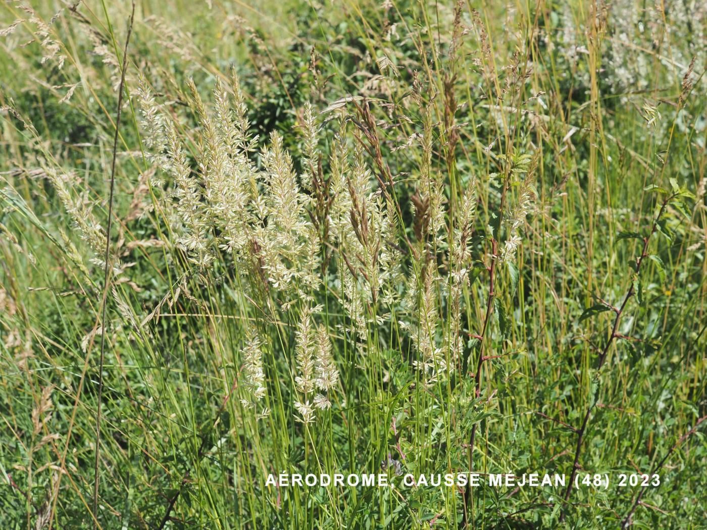 Hair Grass, (Pyramidal) plant